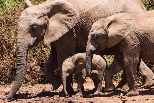 Stay at Treetops - watch wild Elephants