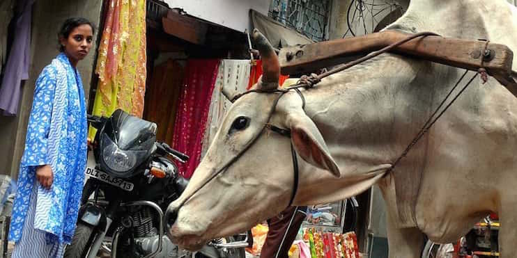 Arriving in Delhi - A Delhi Cow